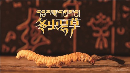 那曲新鮮冬蟲(chóng)夏草什么時(shí)候采挖？